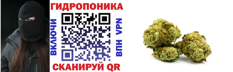 наркота  Сурск  Канабис сатива 